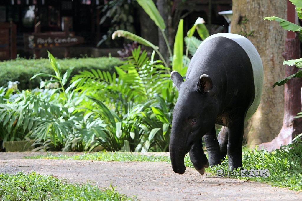 Mutiara Taman Negara Hotel Kuala Tahan Kültér fotó